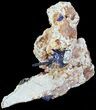 Brilliant, Azurite Crystals on Matrix - Morocco #49453-1